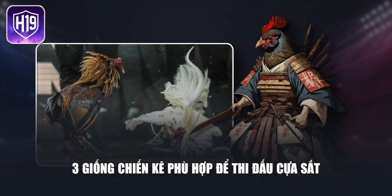 3 giống chiến kê phù hợp để thi đấu cựa sắt