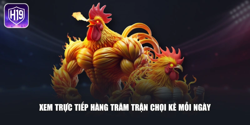 Xem trực tiếp hàng trăm trận chọi kê mỗi ngày